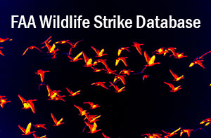 FAA Wildlife Strike Database